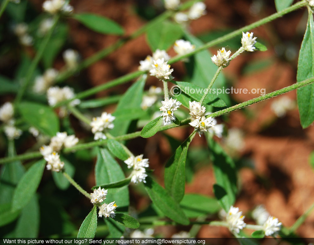 Alternanthera Philoxeroides