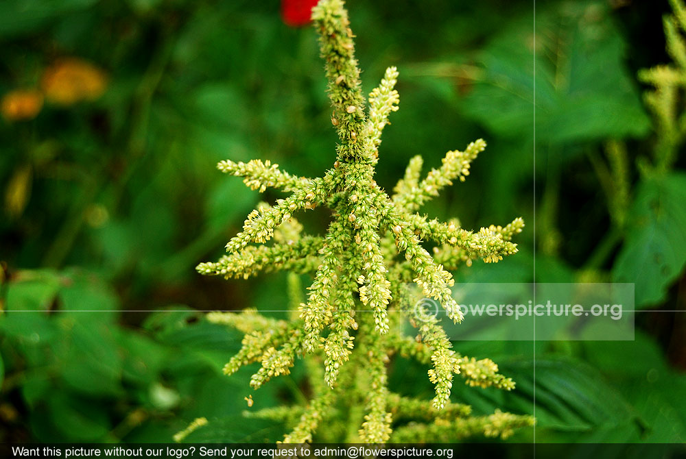 Amaranthus spinosus