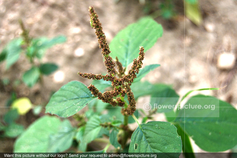 Amaranthus viridis