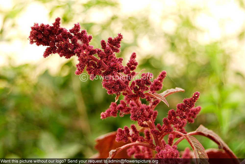 Amaranthus Cruentus Flower