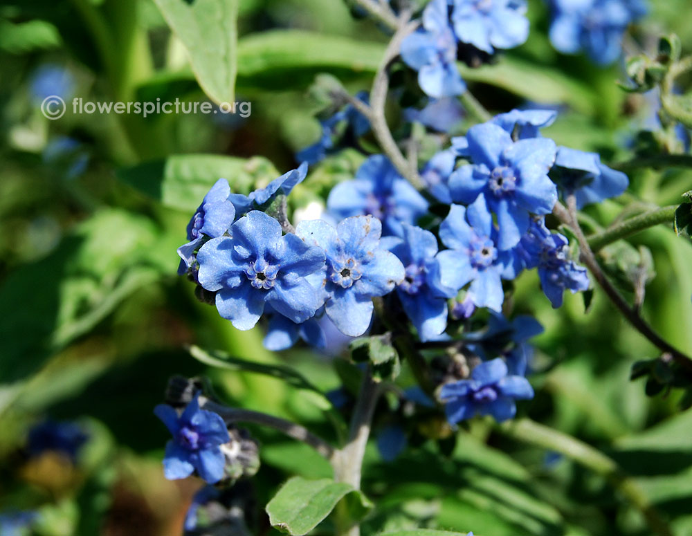 Anchusa capensis blue angel