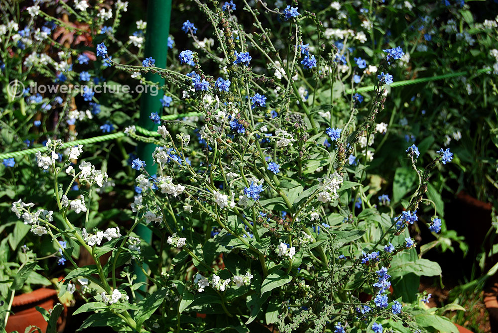 Anchusa capensis plant & foliage