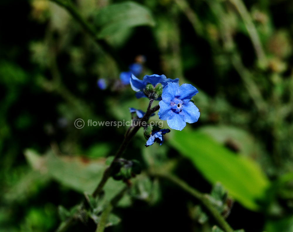 Anchusa capensis