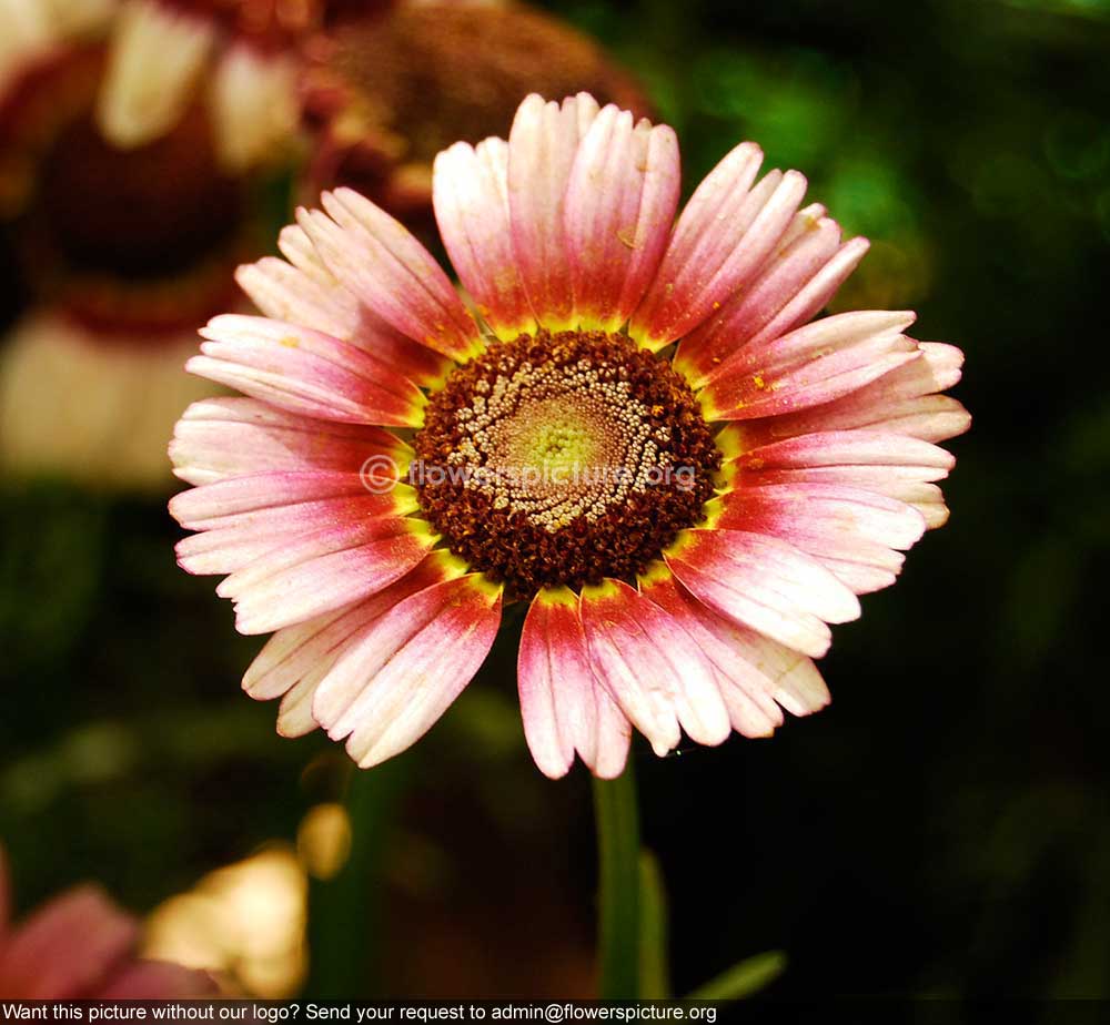 Annual Chrysanthemum Pink Red Yellow