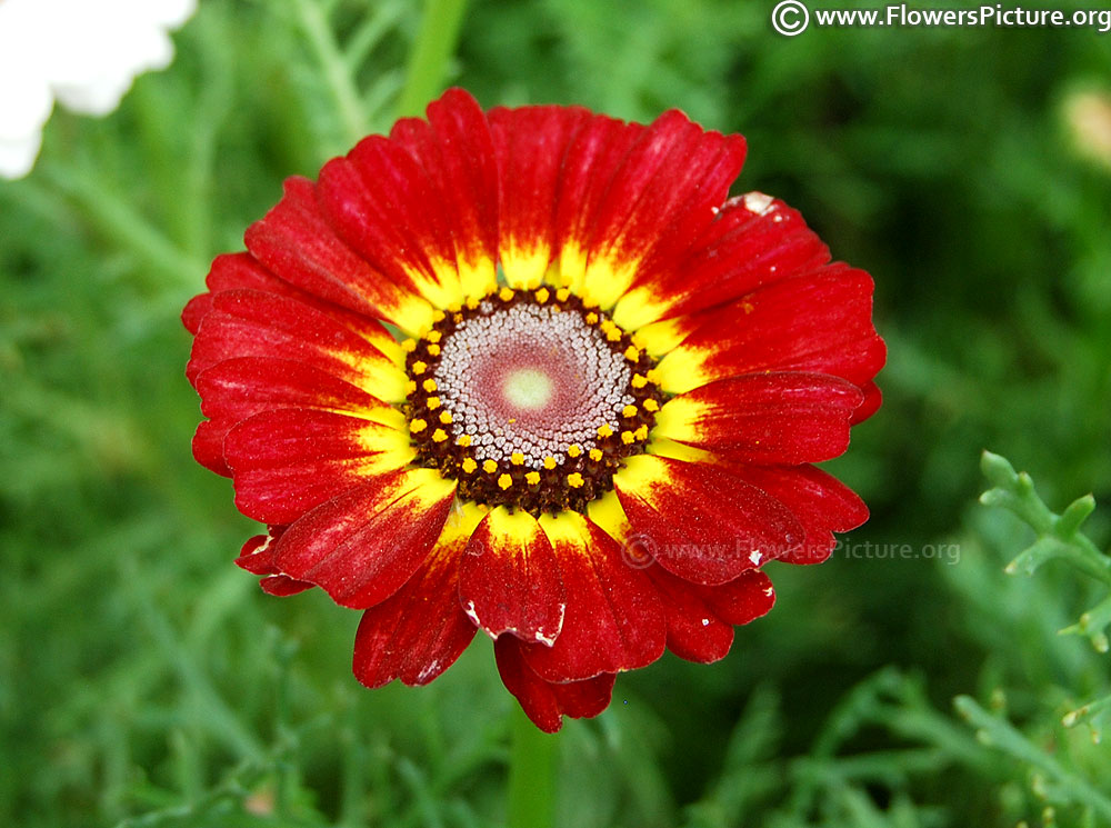 Annual Chrysanthemum Red Yellow