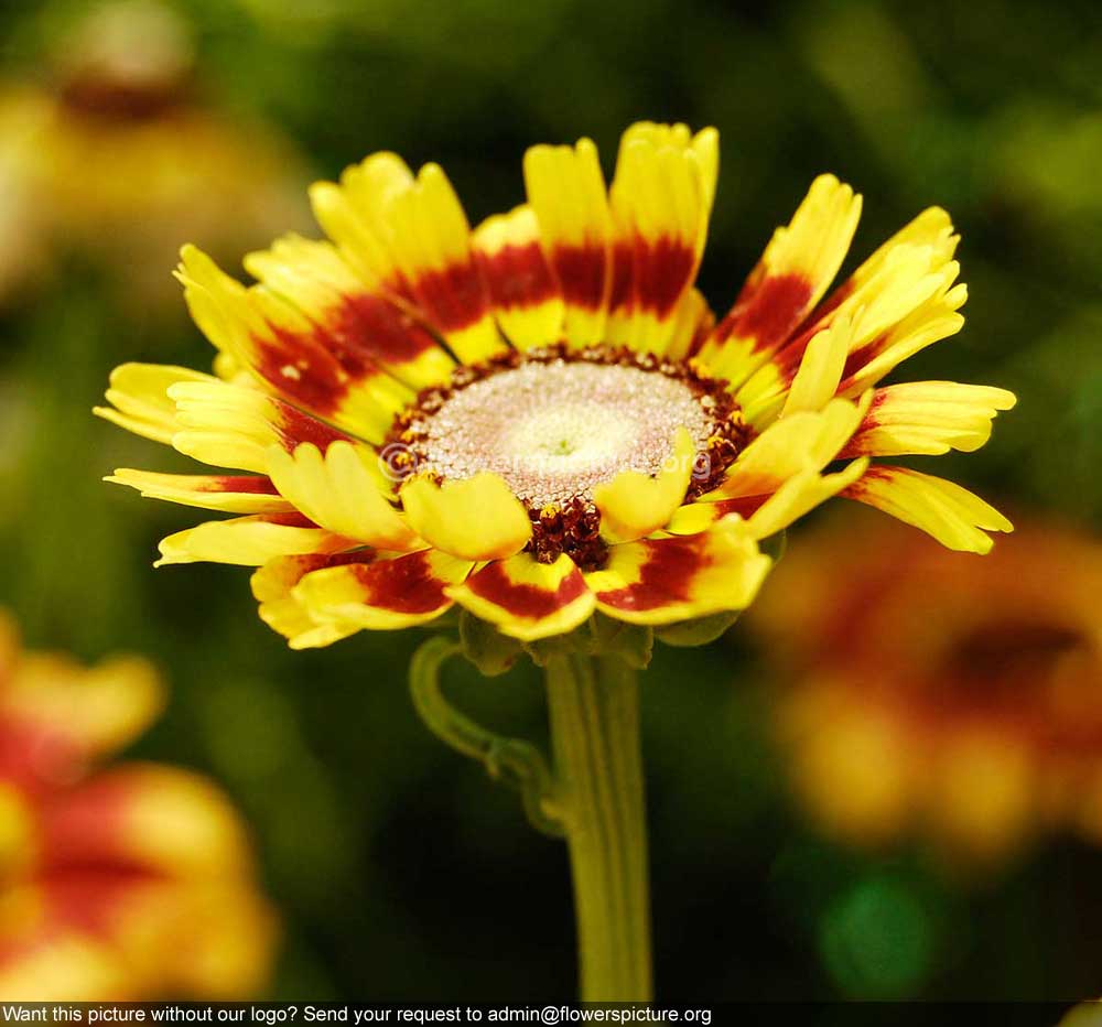 Annual Chrysanthemum Yellow