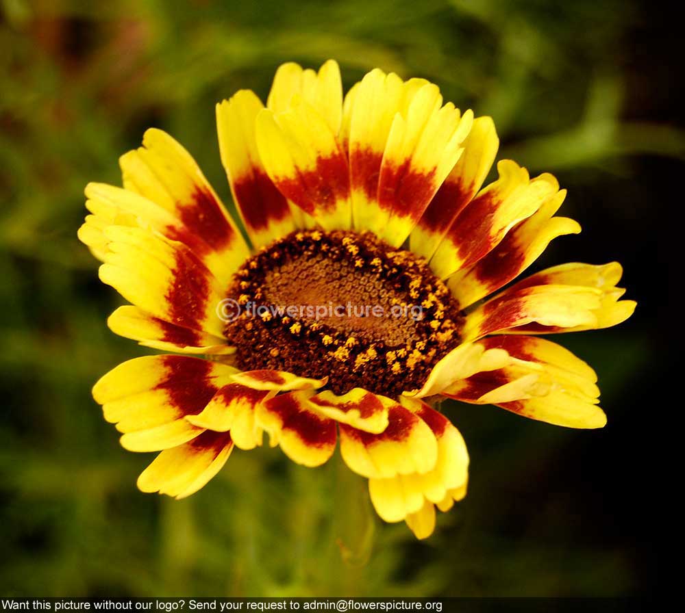 Annual Chrysanthemum Yellow Maroon