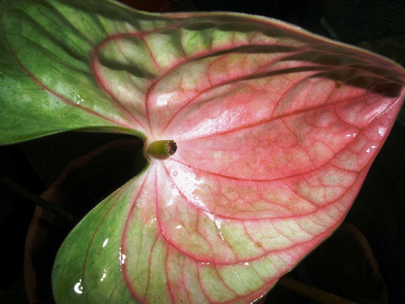 anthurium andraeanum green