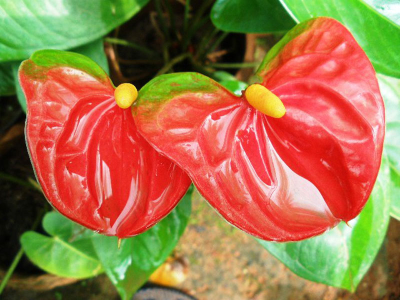 anthurium andraeanum red green