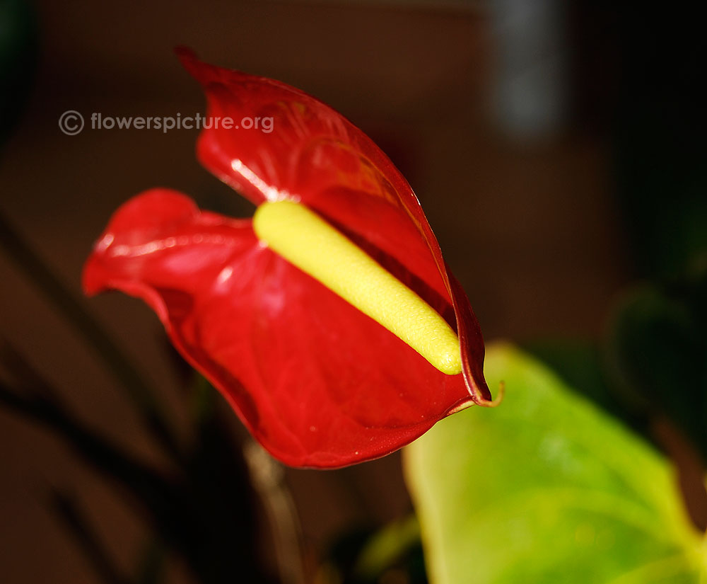 Anthurium red