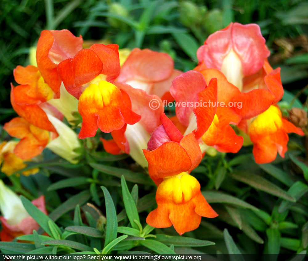 Antirrhinum majus