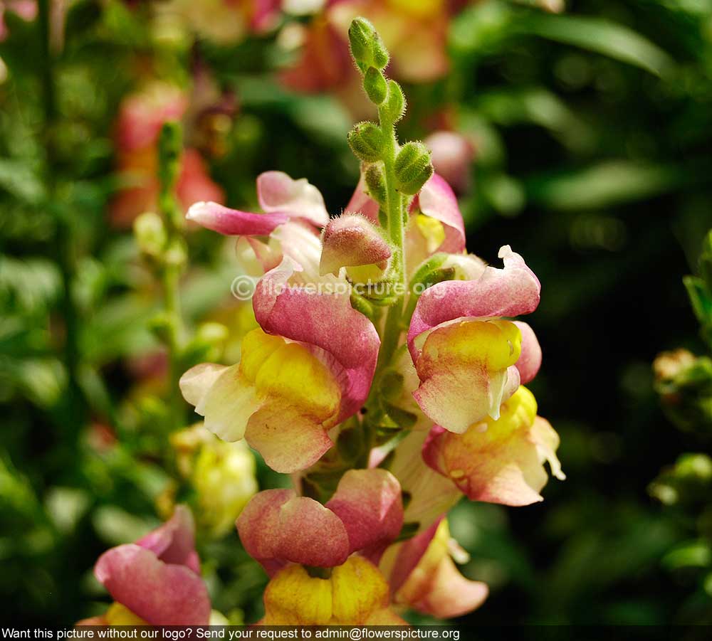 Antirrhinum Snap Dragon Pink Yellow