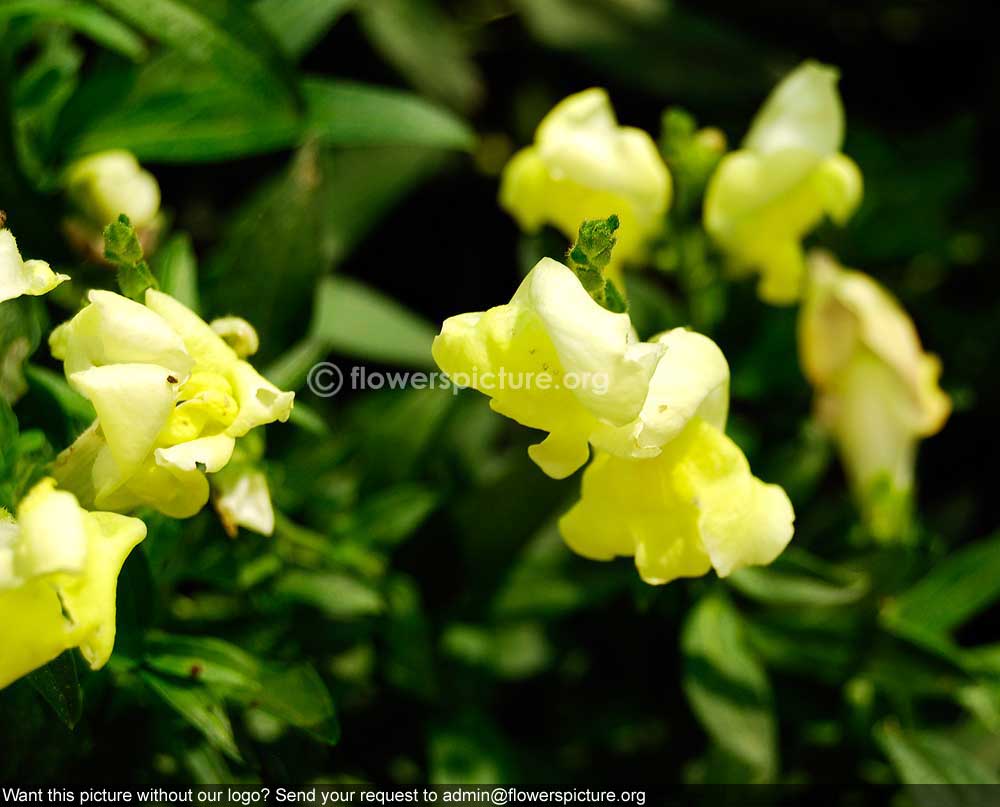 Antirrhinum Snap Dragon Yellow