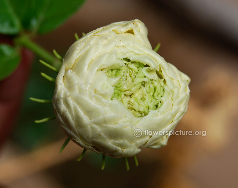 Arabian jasmine Grand Duke of Tuscany