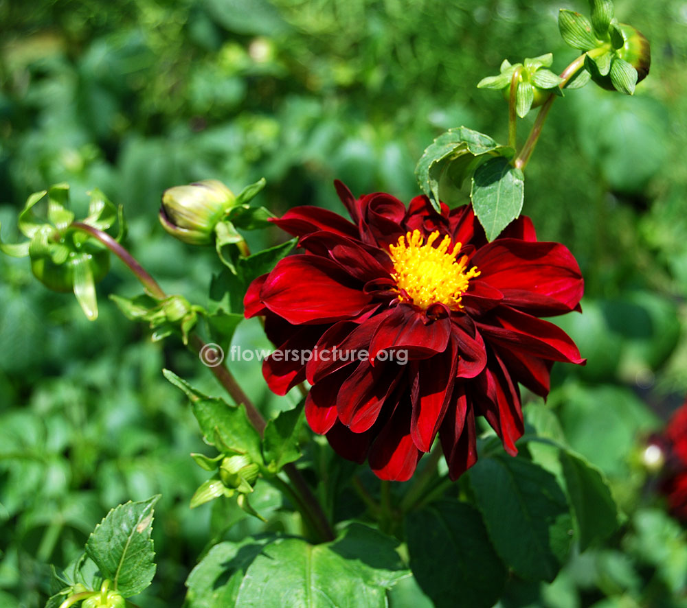 Arabian night dahlia