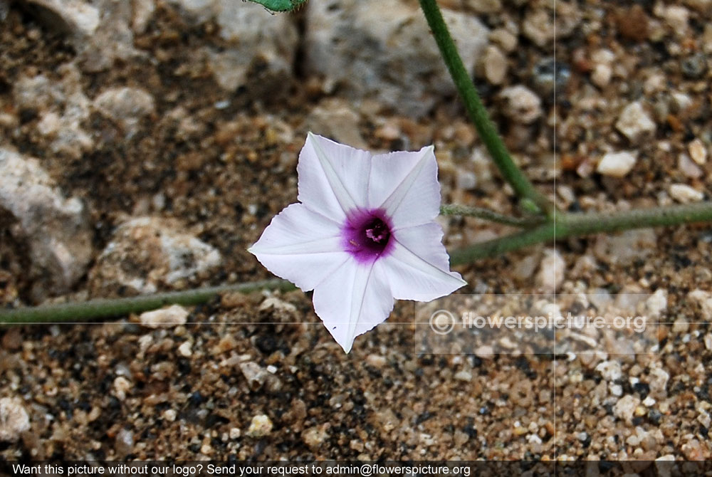 Argyreia hookeri