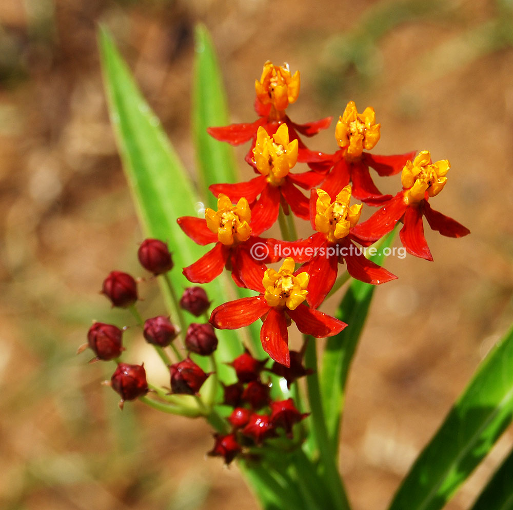 Asclepias curassavica