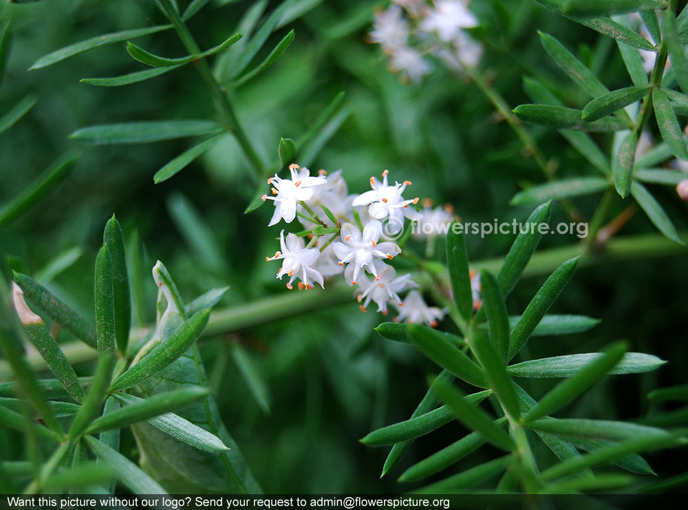 Asparagus fern