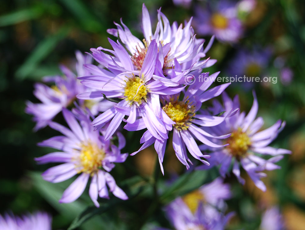 Aster thomsonii