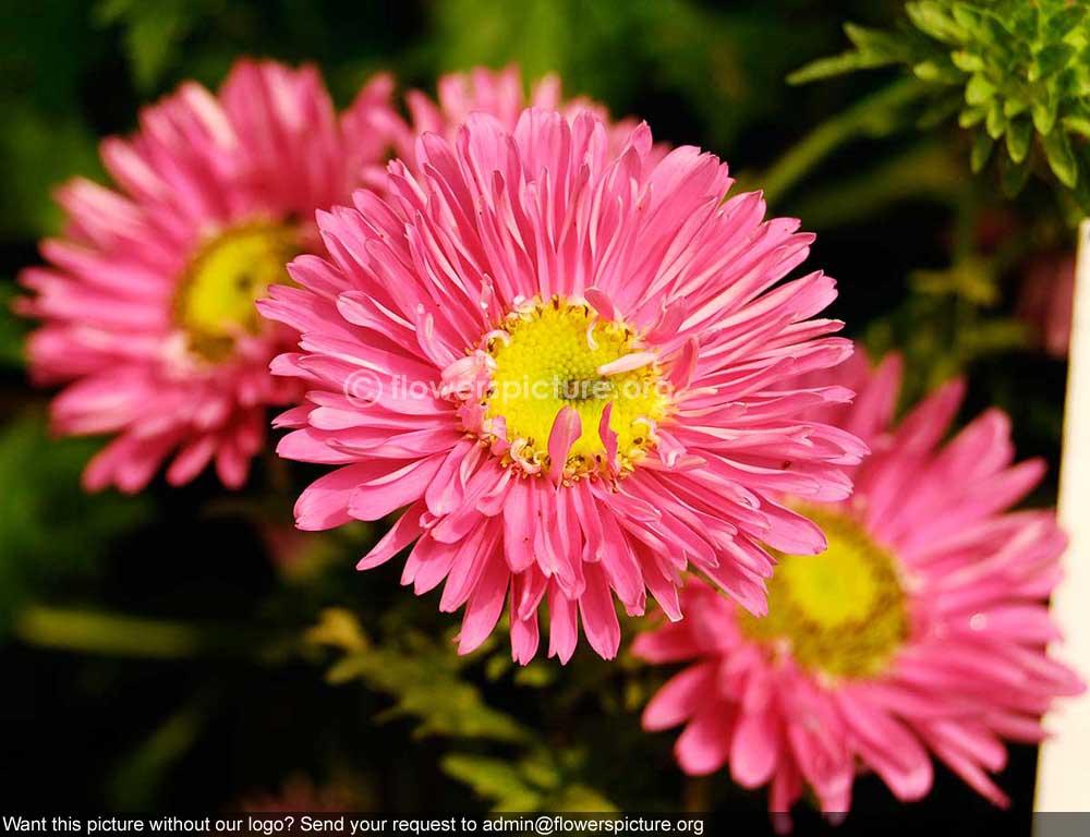 Aster Pink