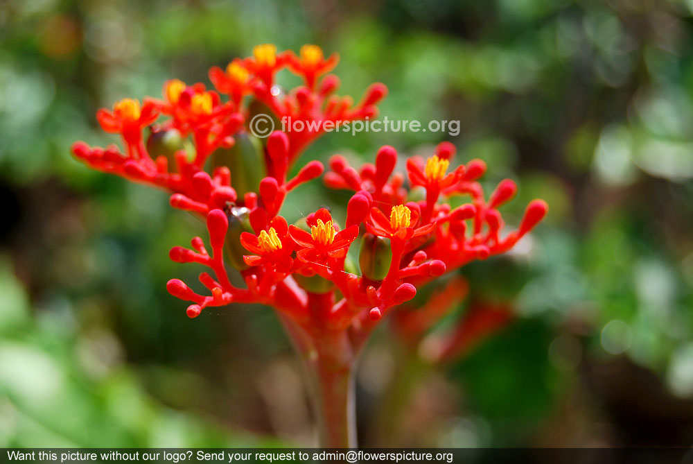 Australian bottle plant