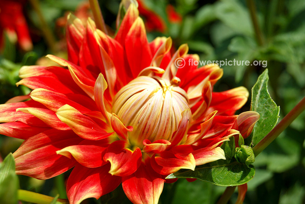 Autumn sunburst dahlia-Foliage & flower