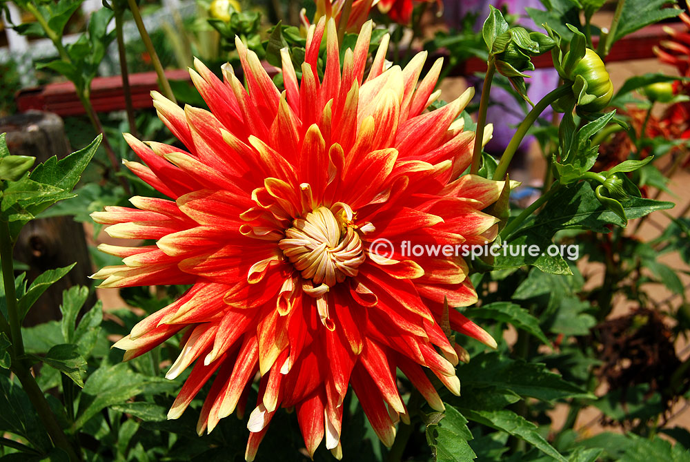 Autumn sunburst dahlia