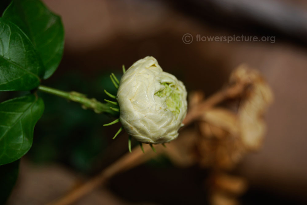 My valentine rose bud