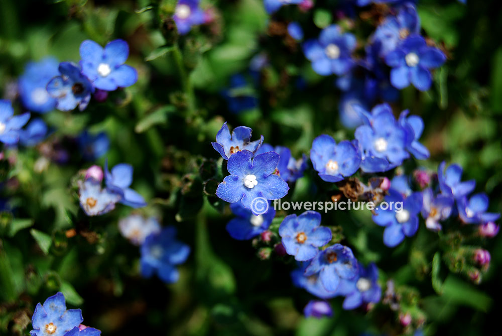 Cape forget me not