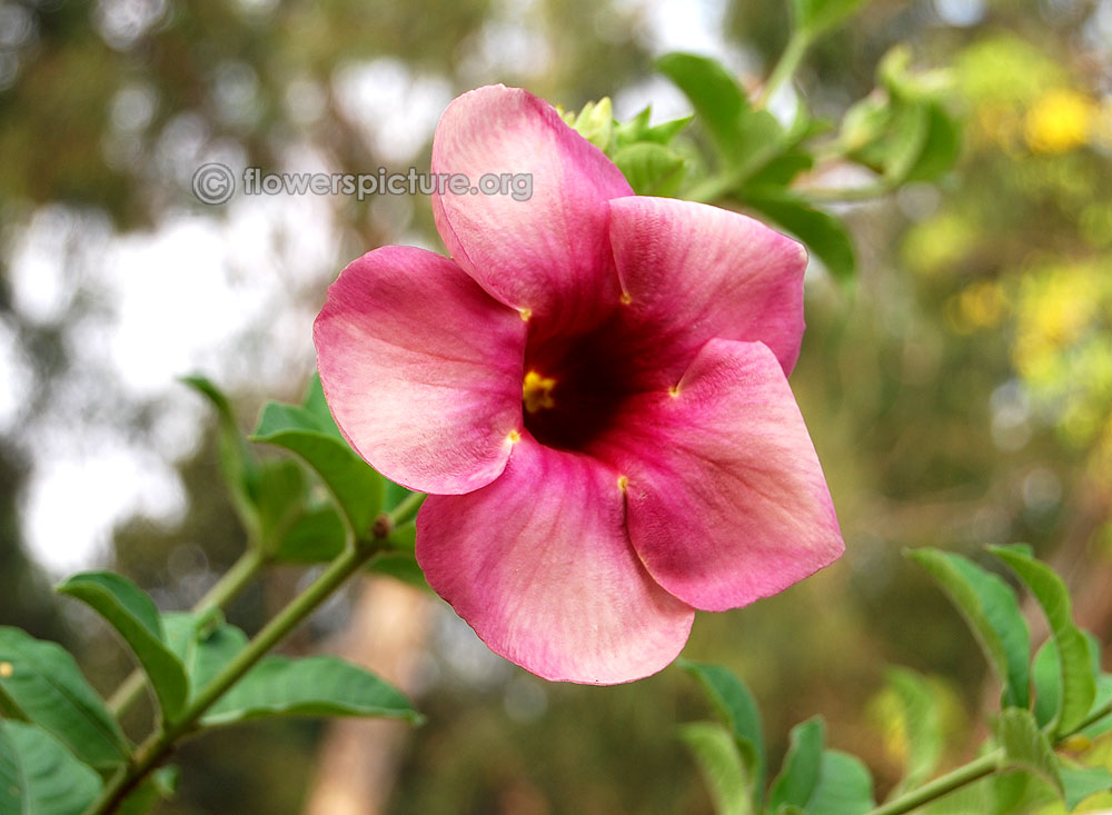 cherry allamanda