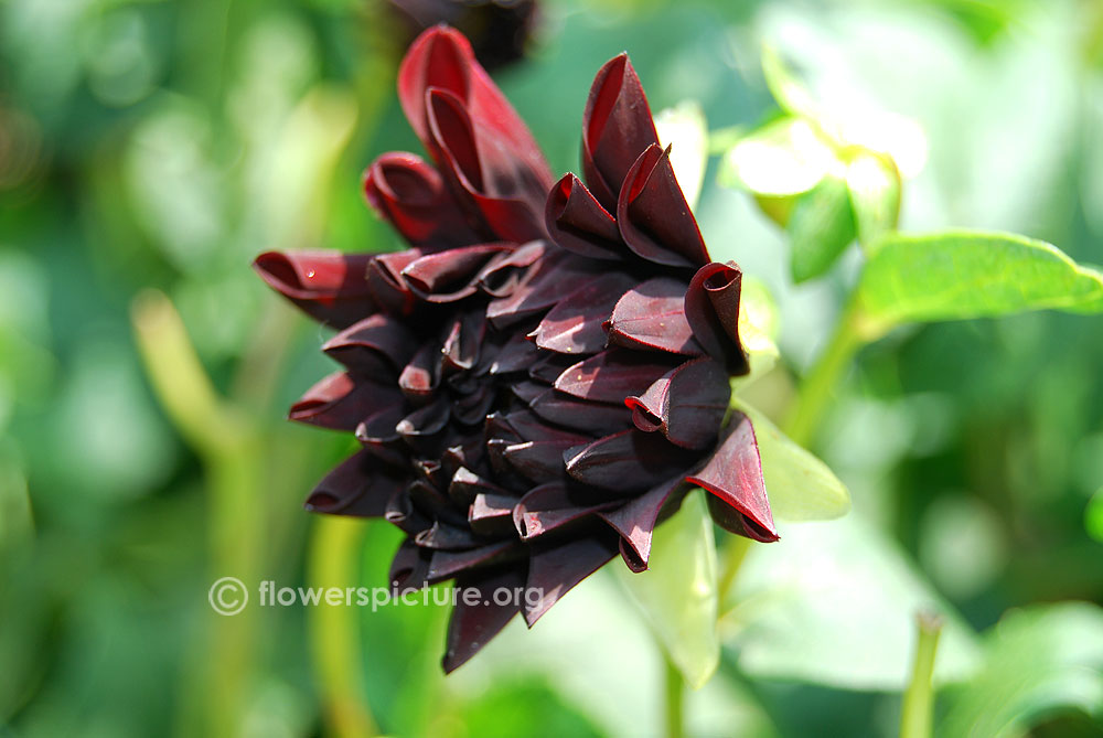 Dahlia 'Arabian Night' Flower Buds