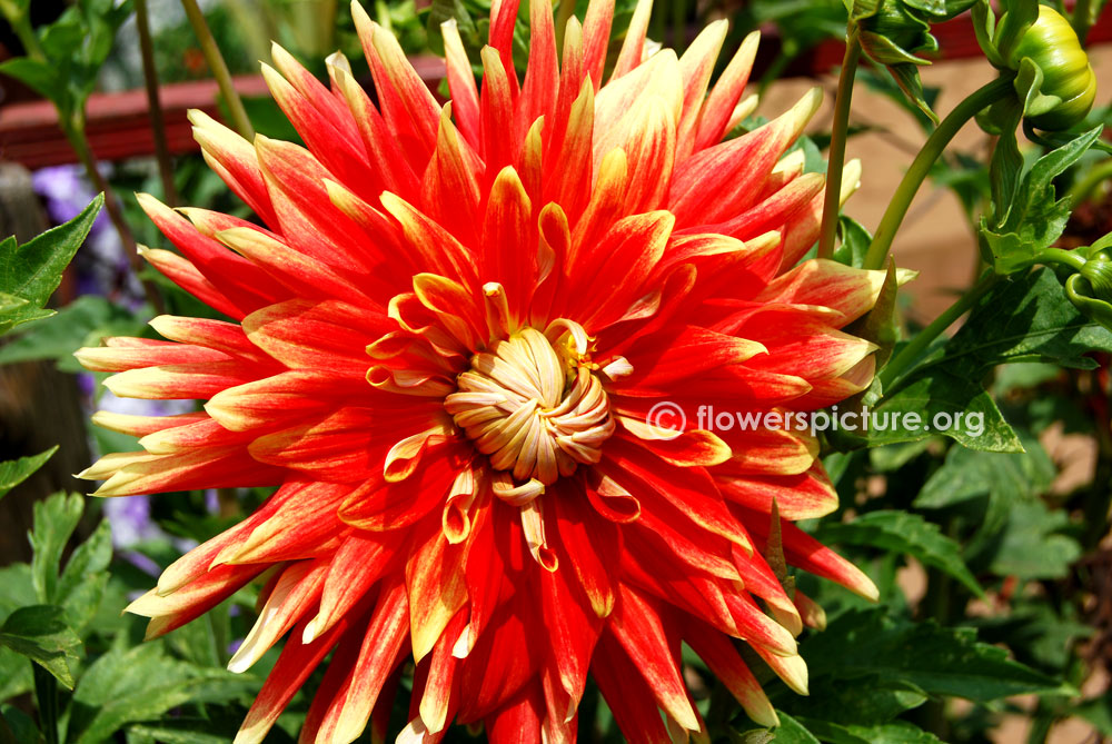 Dahlia 'Autumn Sunburst' 