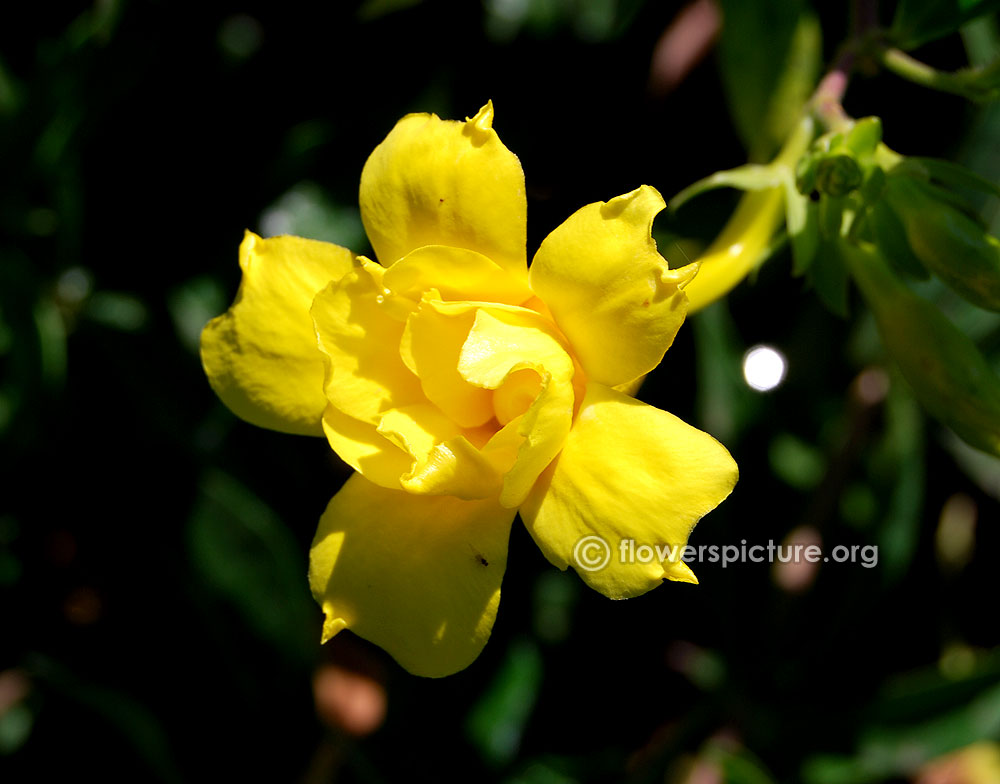 Golden trumpet double blossom