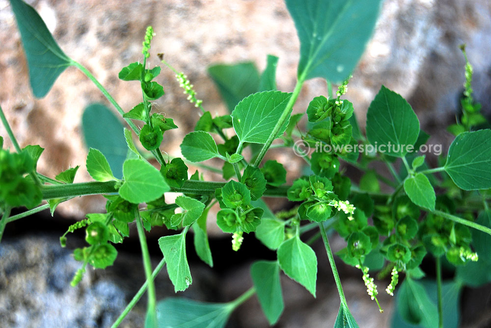 Indian nettle flower