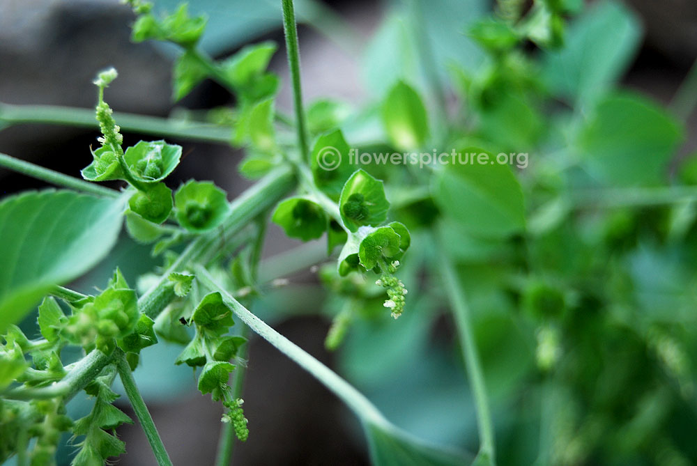 Indian nettle stems leaf stalks