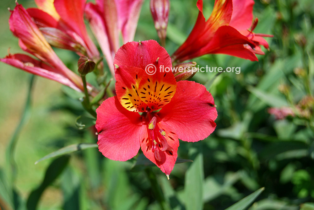 Peruvian lily pink-Alstroemeria hybrida Foliage, Bulbs