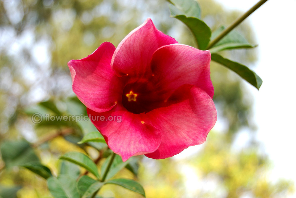 Red allamanda