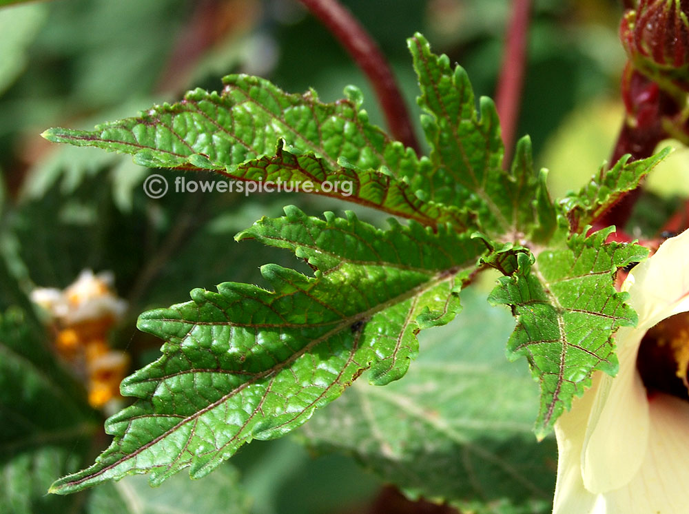 Red bhindi leaves