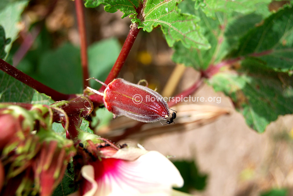 Red Okra Immature Fruit