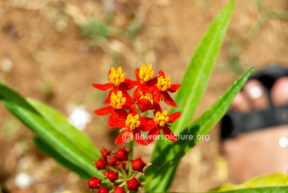 Tropical milkweed flowers