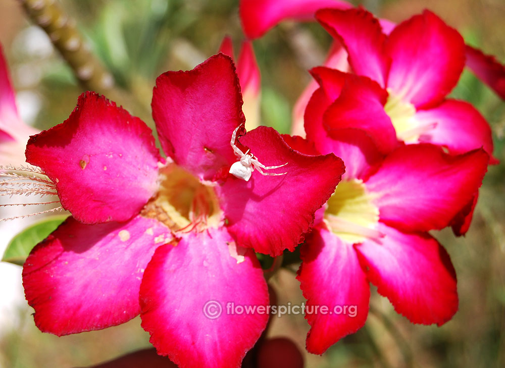 White crab spider on adenium obesum flower