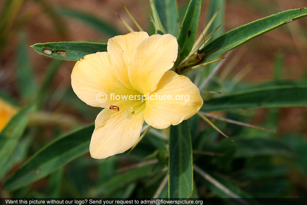 Barleria prionitis