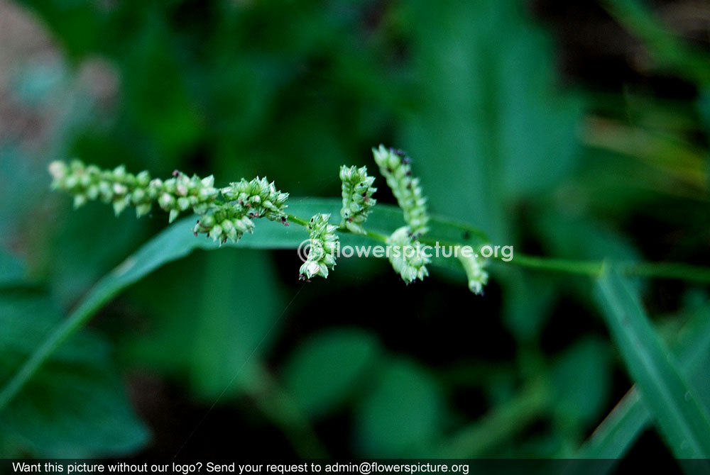 Barnyard grass