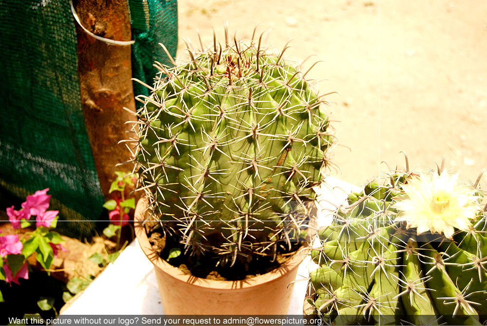 Barrel Cactus