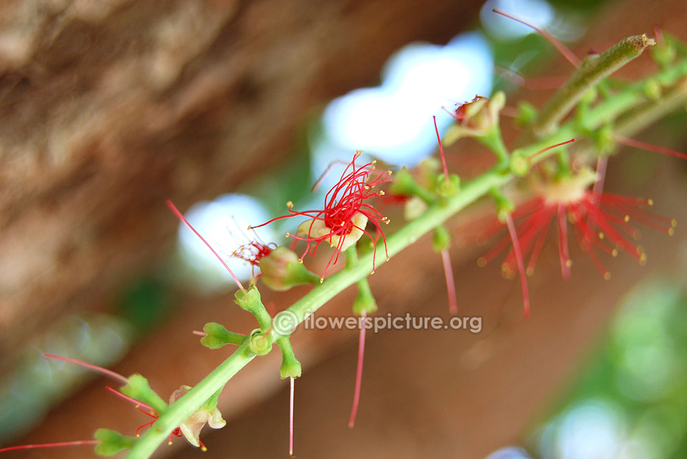 Flower buds started blooming