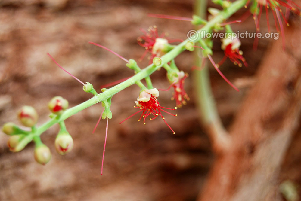 Flower stalk