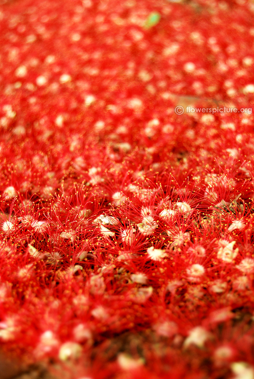 tiny yellow stamens