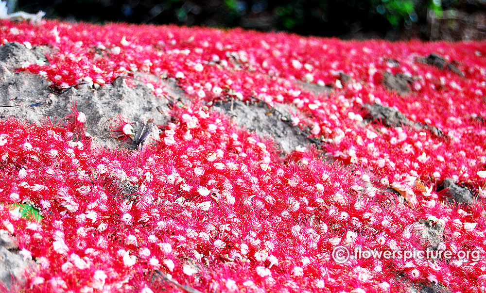 Barringtonia acutangula flowers fallen-over the river bank[srirangam, kavery river]