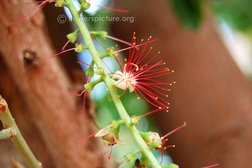 Fully opened flowers