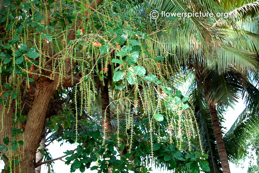 Barringtonia acutangula-Pendulous racemes flower cluster